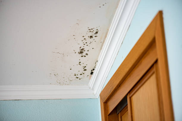 Certified Mold Removal in Kinsley, KS